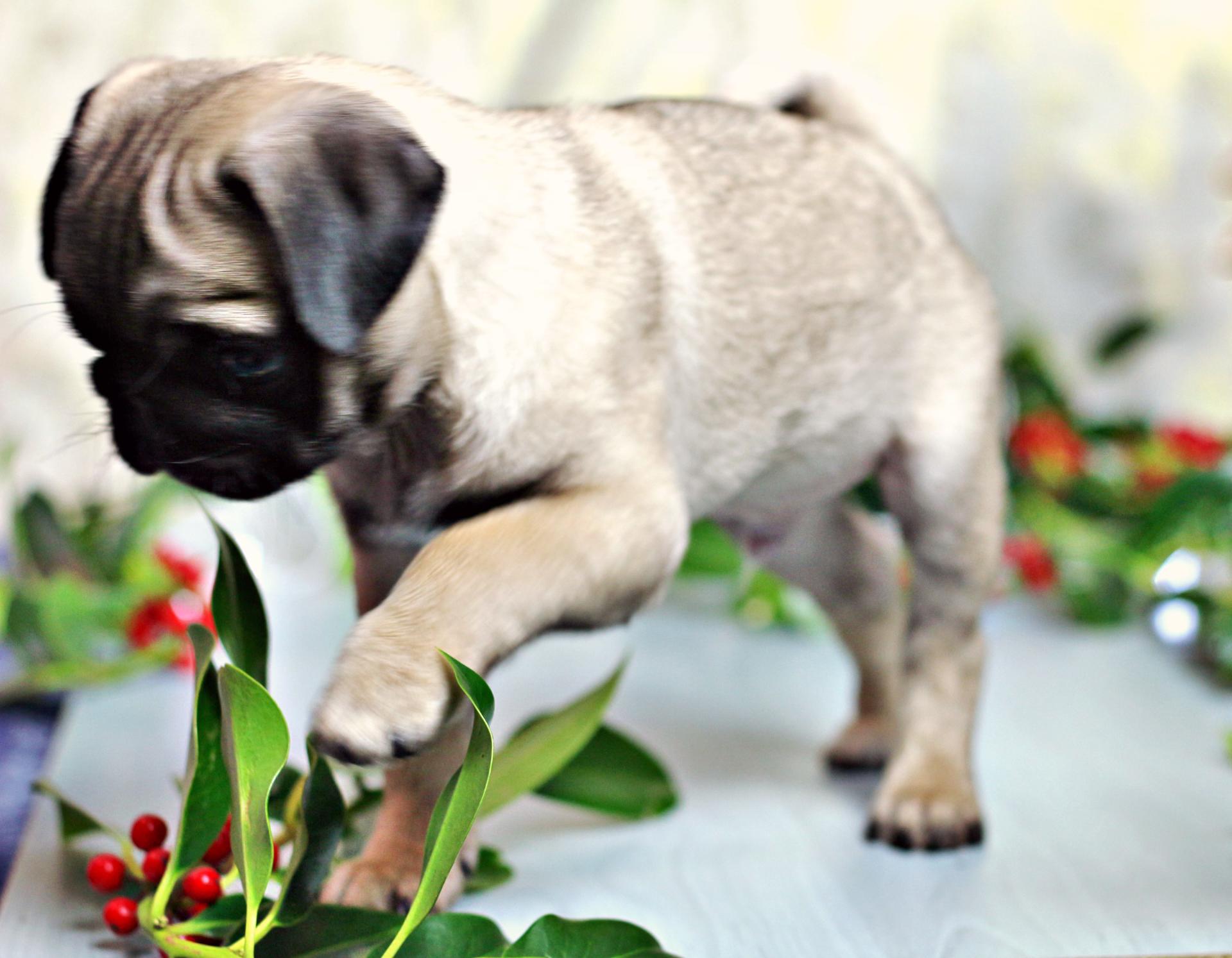 sonny the pug 10 weeks old pawing