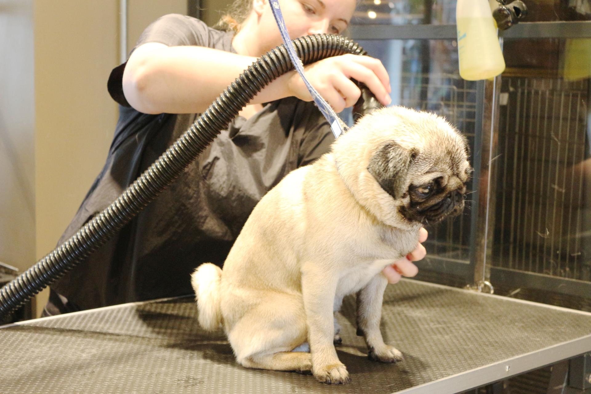 Barkers of Wilmslow Dog Groomers