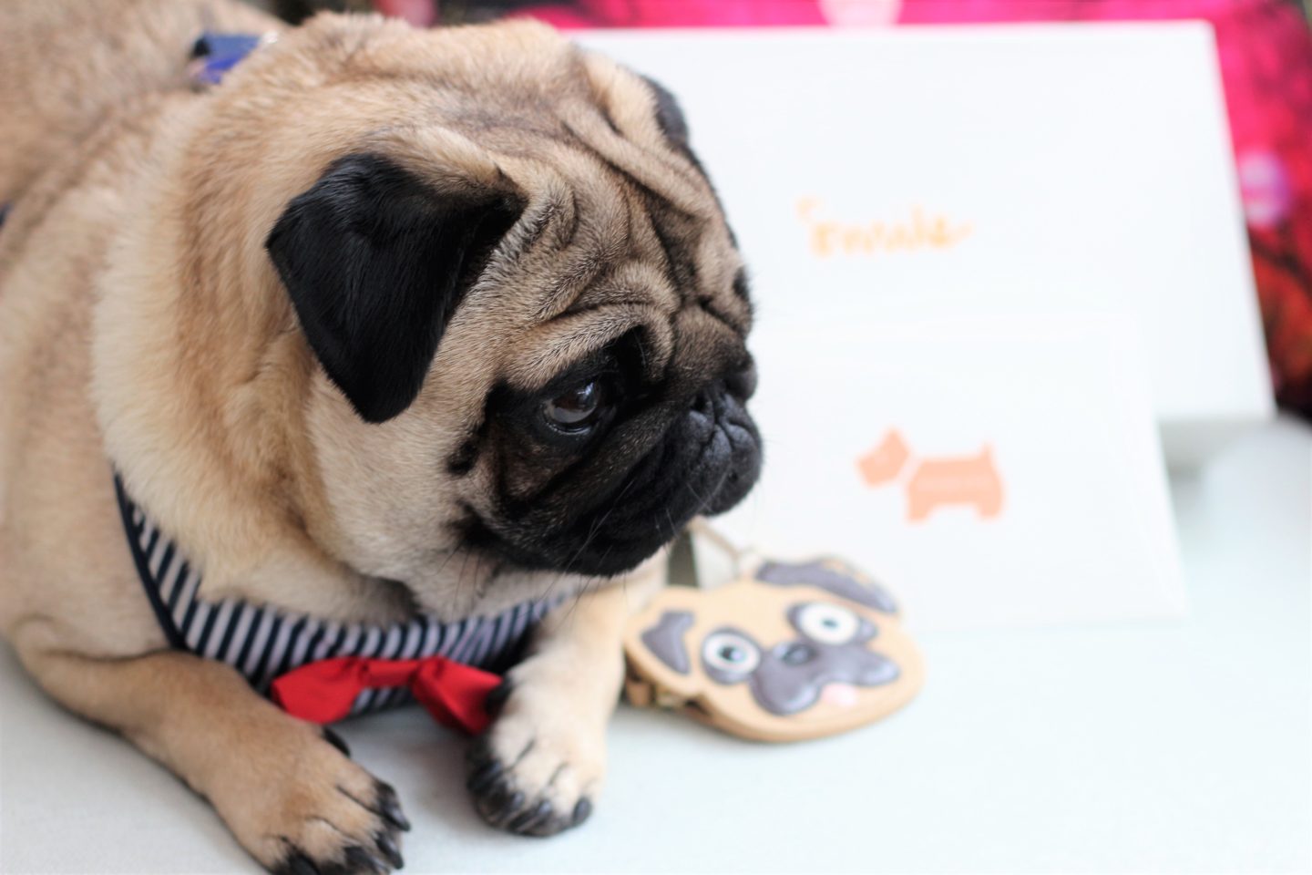 Radley and Friends Pug Purse for their 20th Anniversary Dogs Trust Purses